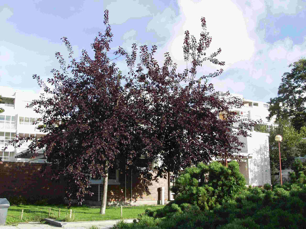 Rusotuomi Schubert 150-250