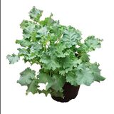 Lehtikaali 12 cm ruukussa