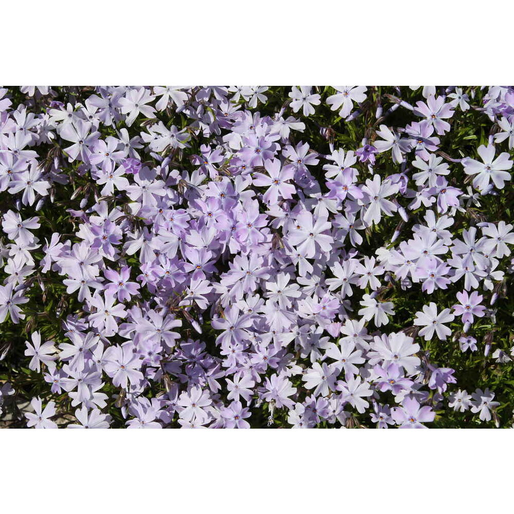 Sammalleimu 'Cushion Blue'