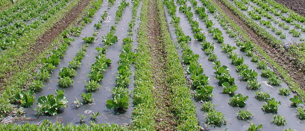 Maankatekalvo BioAgri