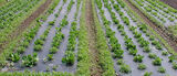 Maankatekalvo BioAgri monivuotinen