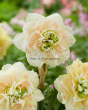 Narsissi Pom Pom Rose, 25 sipulia/pussi