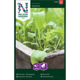 Salaatti, rucola, 'Venetia'