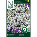 Tuoksupielus, 'Carpet of Snow'