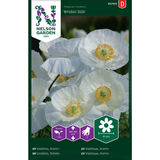Silkkiunikko, 'Bridal Silk'