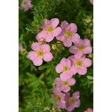 Pensashanhikki Lovely Pink, astiakoko 3L