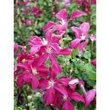 Tarhaviinikärhö Madame Julia Correvon, astiakoko 2 L