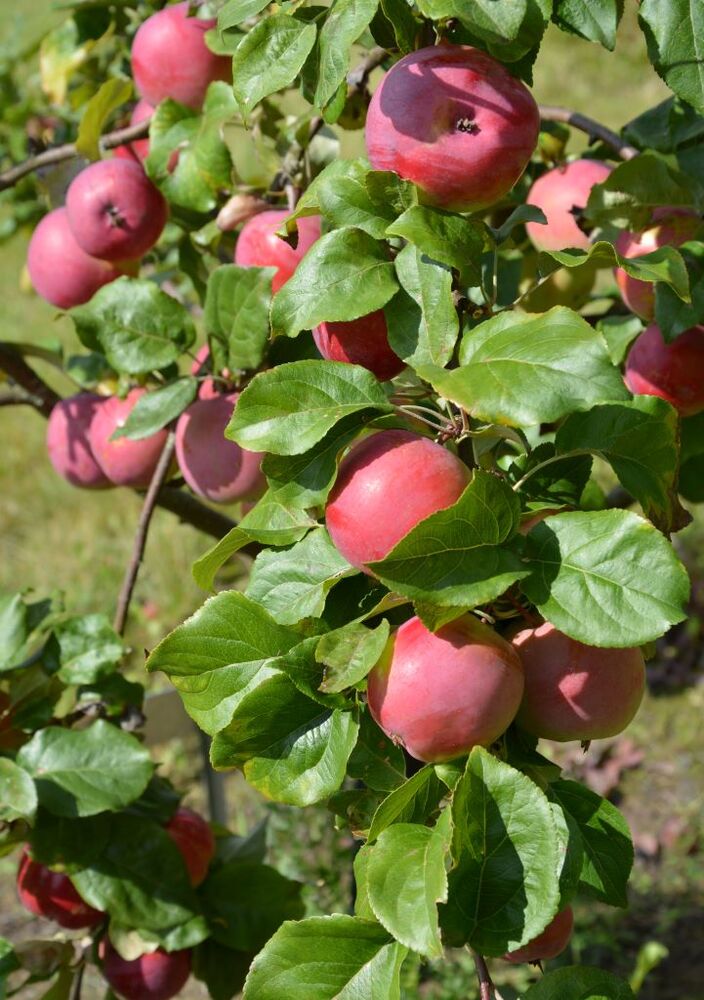 Omenapuu 'Safran Pohjola'