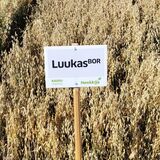 Luukas BOR siemenkaura kemiallisesti peitattu