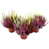 Calluna Quattro 13 cm Beauty Ladies