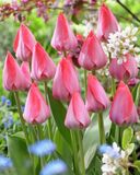 Tulppaani Van Eijk, 50 sipulia/pussi