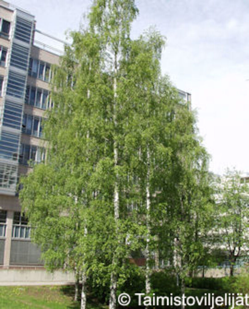 Rauduskoivu