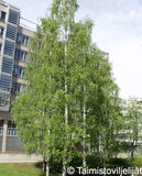Rauduskoivu