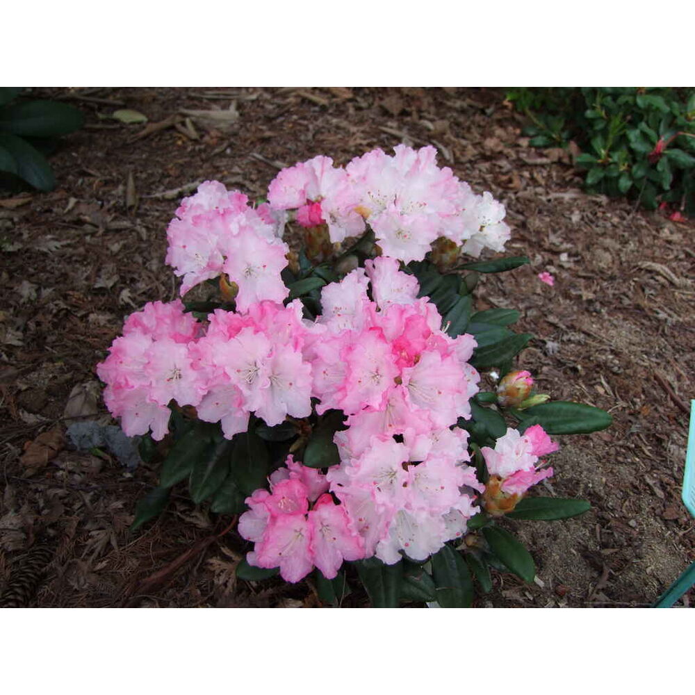 Alppiruusu 'Royal Rosy'