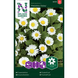Kaunokainen, 'Meadow Daisy'