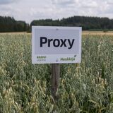 Siemenkaura Proxy 800 kg