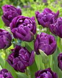 Tulppaani Double Negrita, 50 sipulia/pussi