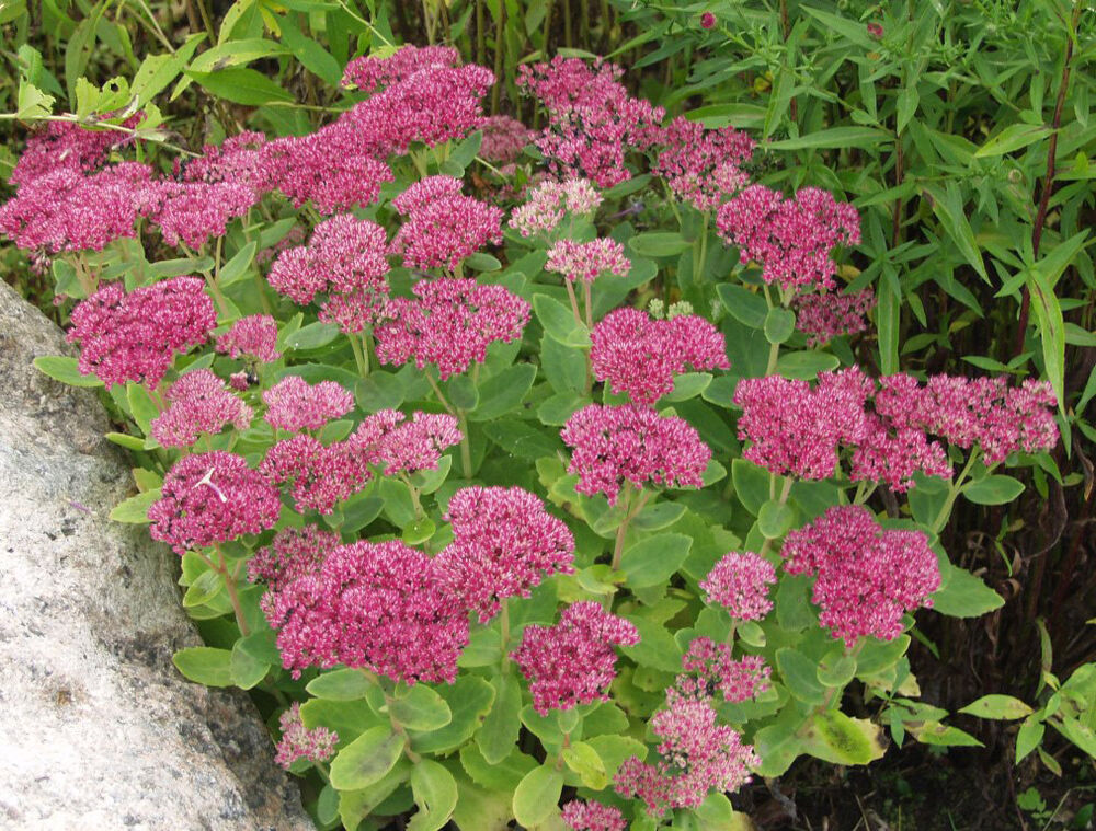 Komeamaksaruoho 'Herbstfreude'