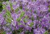 Kanadanatsalea Violetta FinE, astiakoko 3L