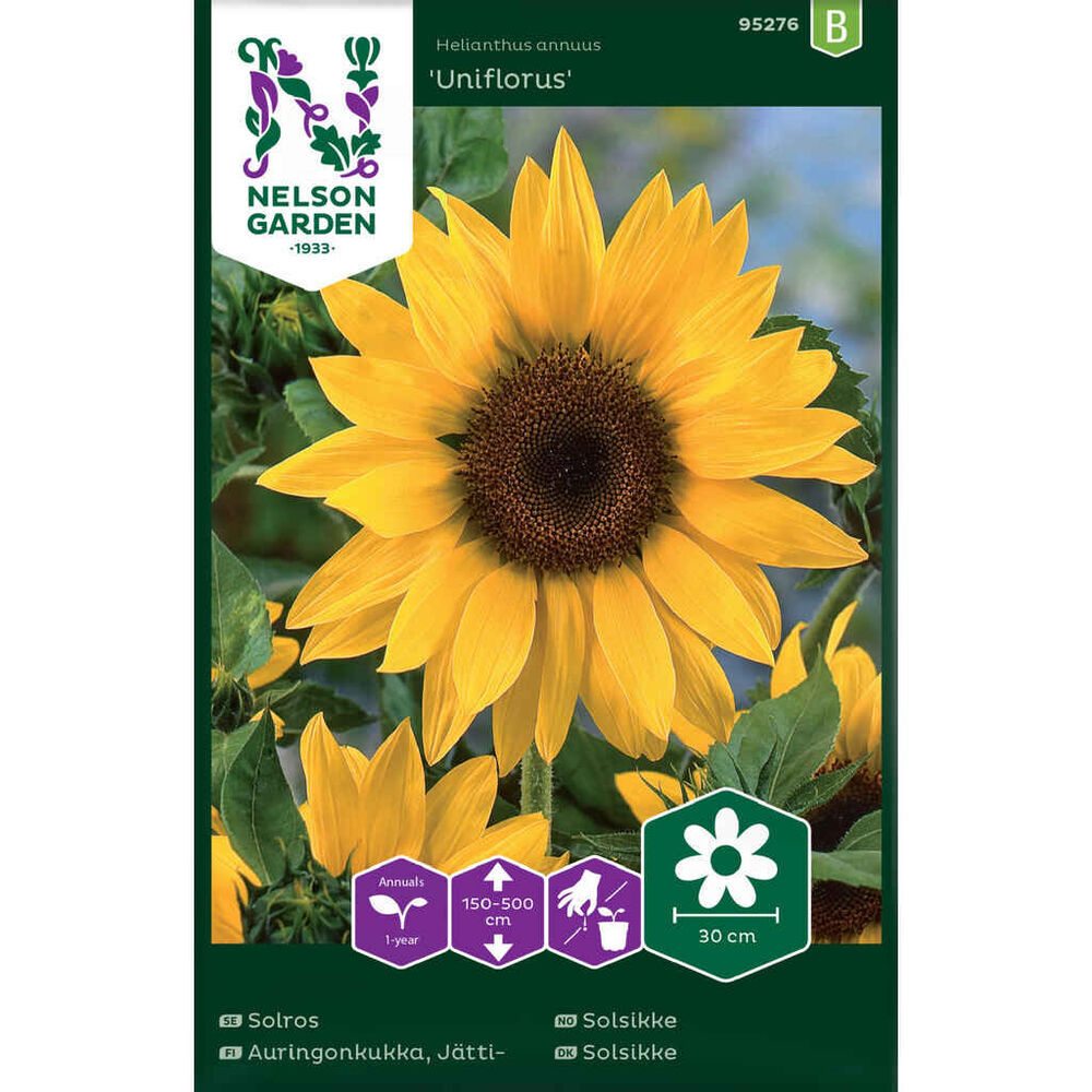 Jättiauringonkukka Uniflorus