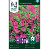 Tarhapetunia, 'Showers Burgundy'