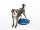 FitPAWS tasapainolevy koiralle 
