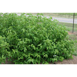 Silkkikanukka Cayenne, astiakoko 3L