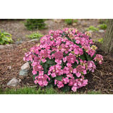 Jalohortensia Pop Star®, astiakoko 3L