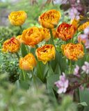 Tulppaani Sunlover, 50 sipulia/pussi