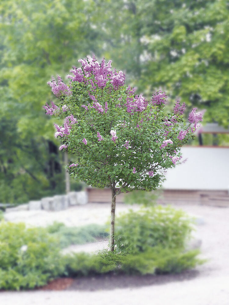 rungollinen unkarinsyreeni
