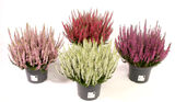 Calluna mix 17 cm
