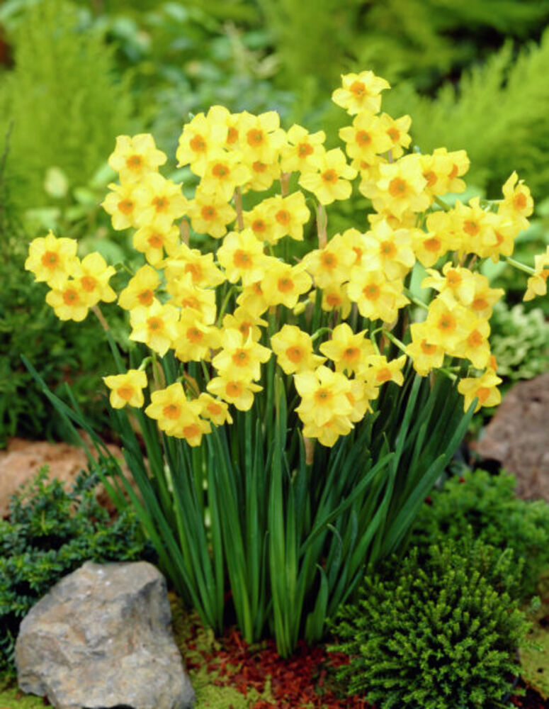 Narsissi Martinette (daffodil miniature)