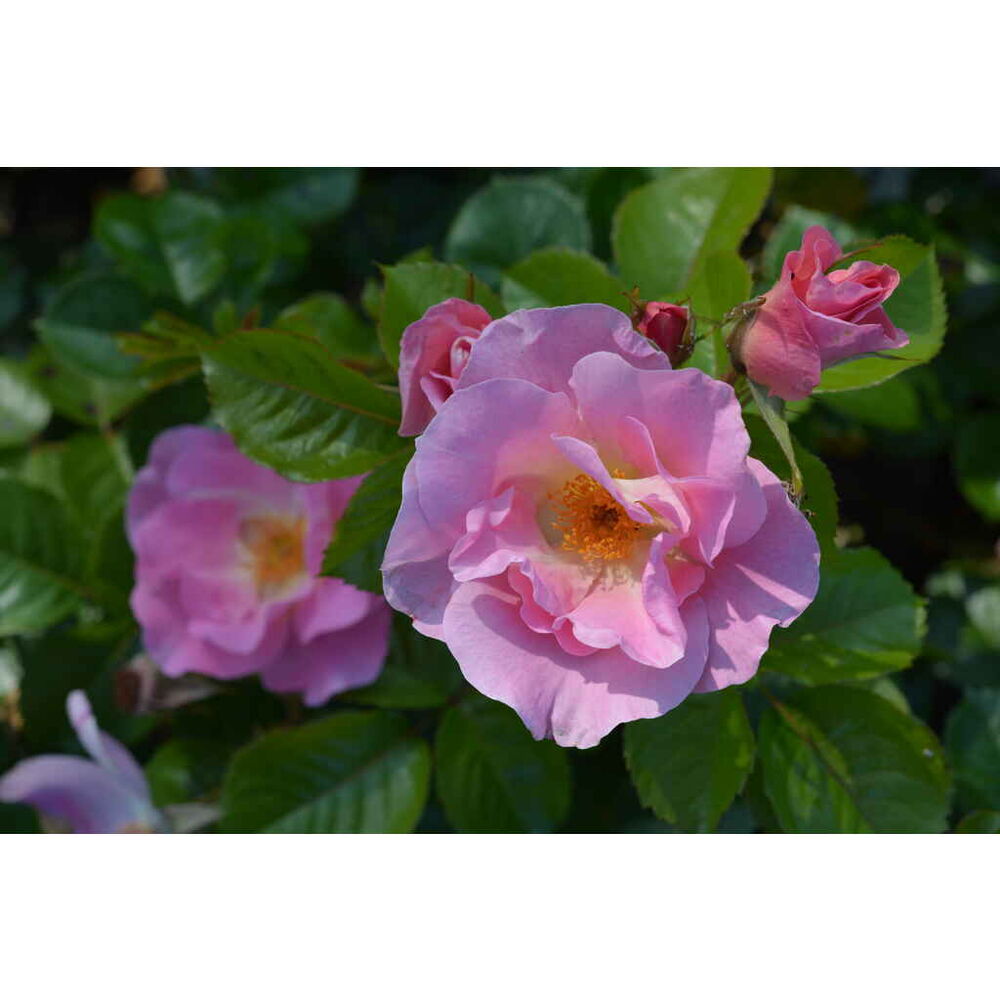Puistoruusu 'Pink Robusta'