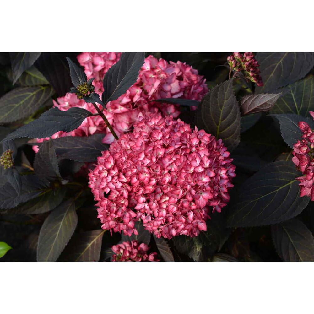 Jalohortensia Eclipse®