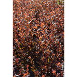 Purppuraheisiangervo Magical® Sweet Cherry Tea, astiakoko 3L