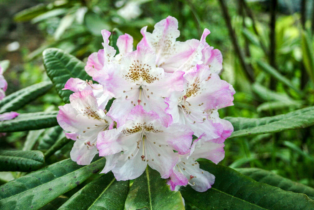 Alppiruusu 'Mikkeli'