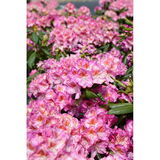 Alppiruusu Royal Violet