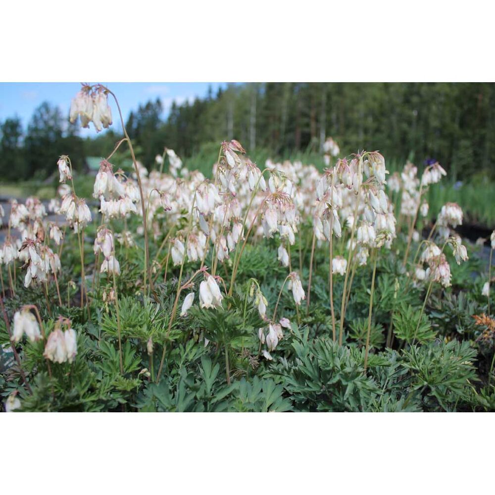 Kesäpikkusydän valkoinen Alba