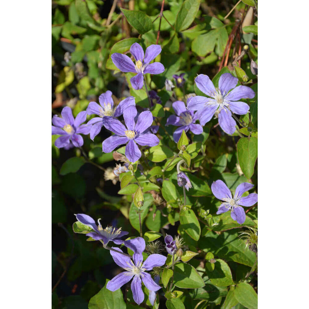 Tarhakellokärhö 'Arabella'