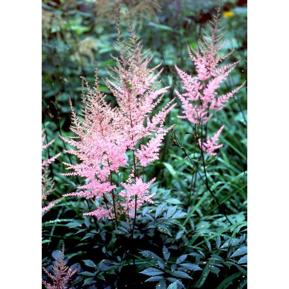 Jaloangervo 'Erika'