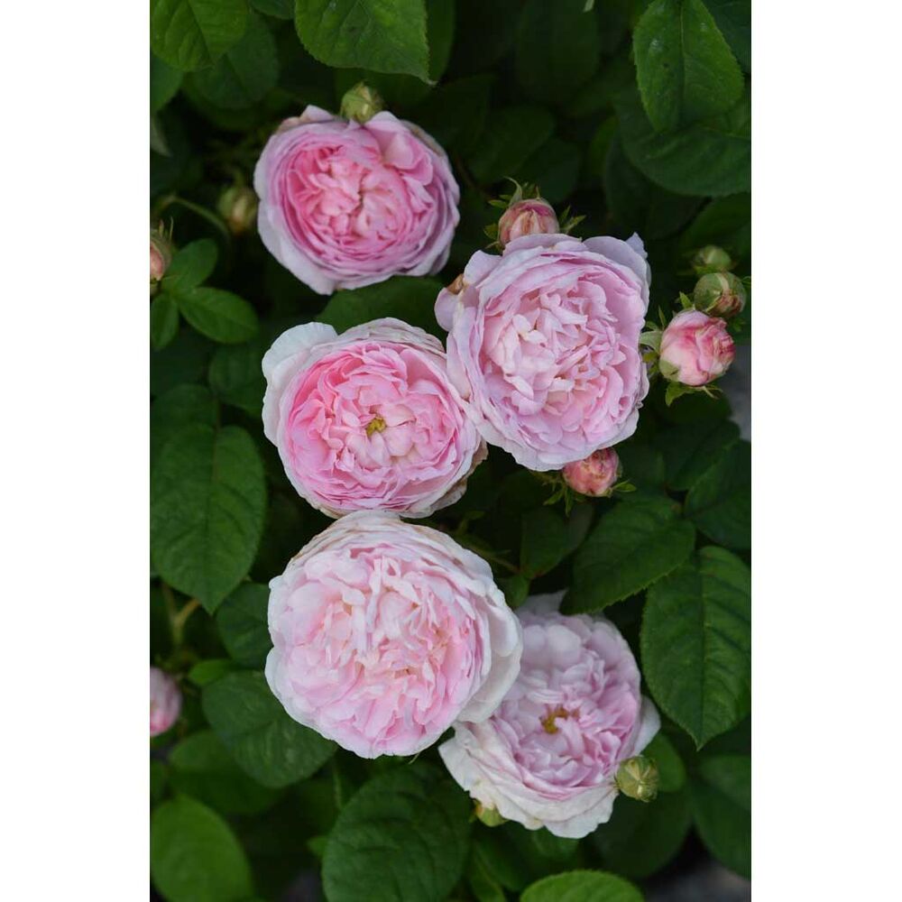 Ranskanruusu Duchesse de Montebello