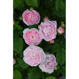 Ranskanruusu Duchesse de Montebello, astiakoko 3L