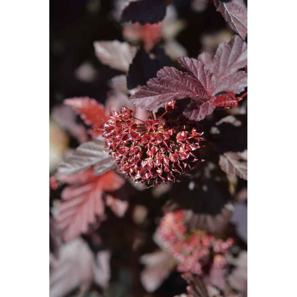 Purppuraheisiangervo 'Lady in Red'