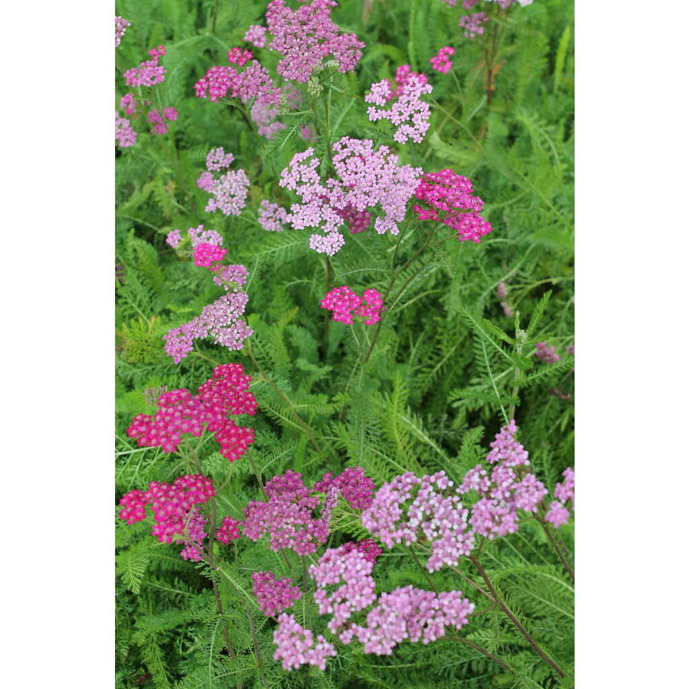 Punakärsämö 'Cerise Queen'