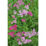 Punakärsämö Cerise Queen