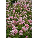 Ruusu Sommerwind, astiakoko 3,5L