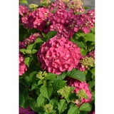 Jalohortensia Summer Love™, astiakoko 3L
