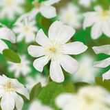 Loistokärhö Wada's Primrose, astiakoko 1L