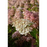 Syyshortensia Grandiflora FinE, astiakoko 3L