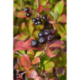 Koristearonia, astiakoko 2L